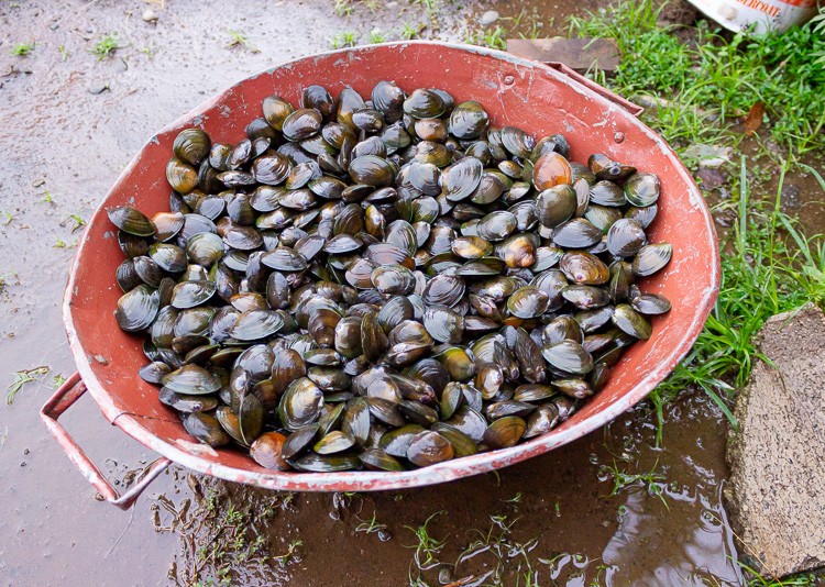 fresh kai mussels