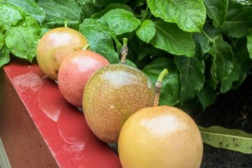 ripe passion fruit