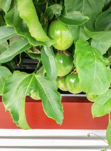passion fruit plant
