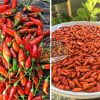 preserving chillies by sun drying fiji